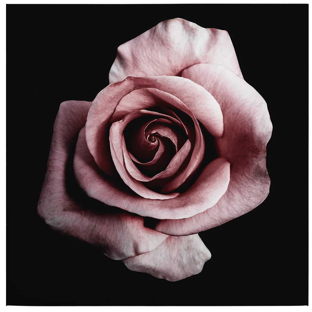             Cuadro en lienzo Flor de rosa cuadro romántico - 0,50 m x 0,50 m
        