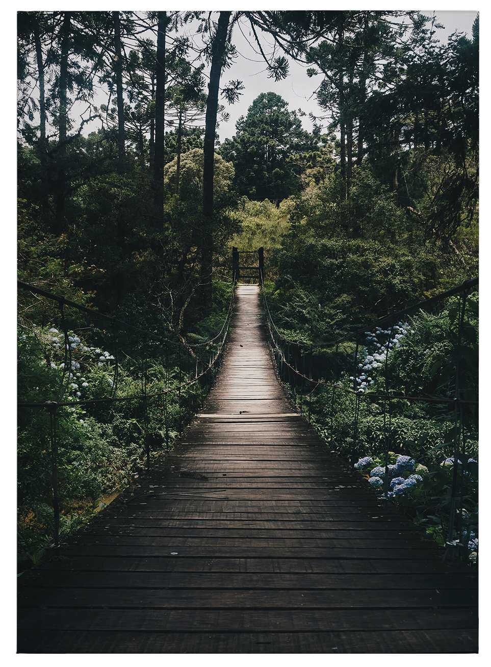             Cuadro Puente colgante en el bosque en verano - 0,50 m x 0,70 m
        