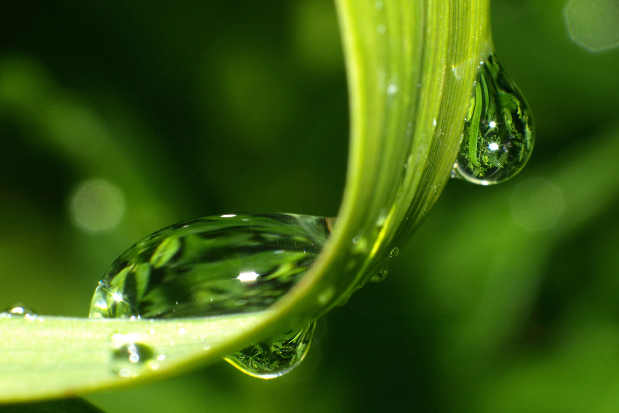             Digital behang grasspriet met waterparels - Premium glad vlies
        