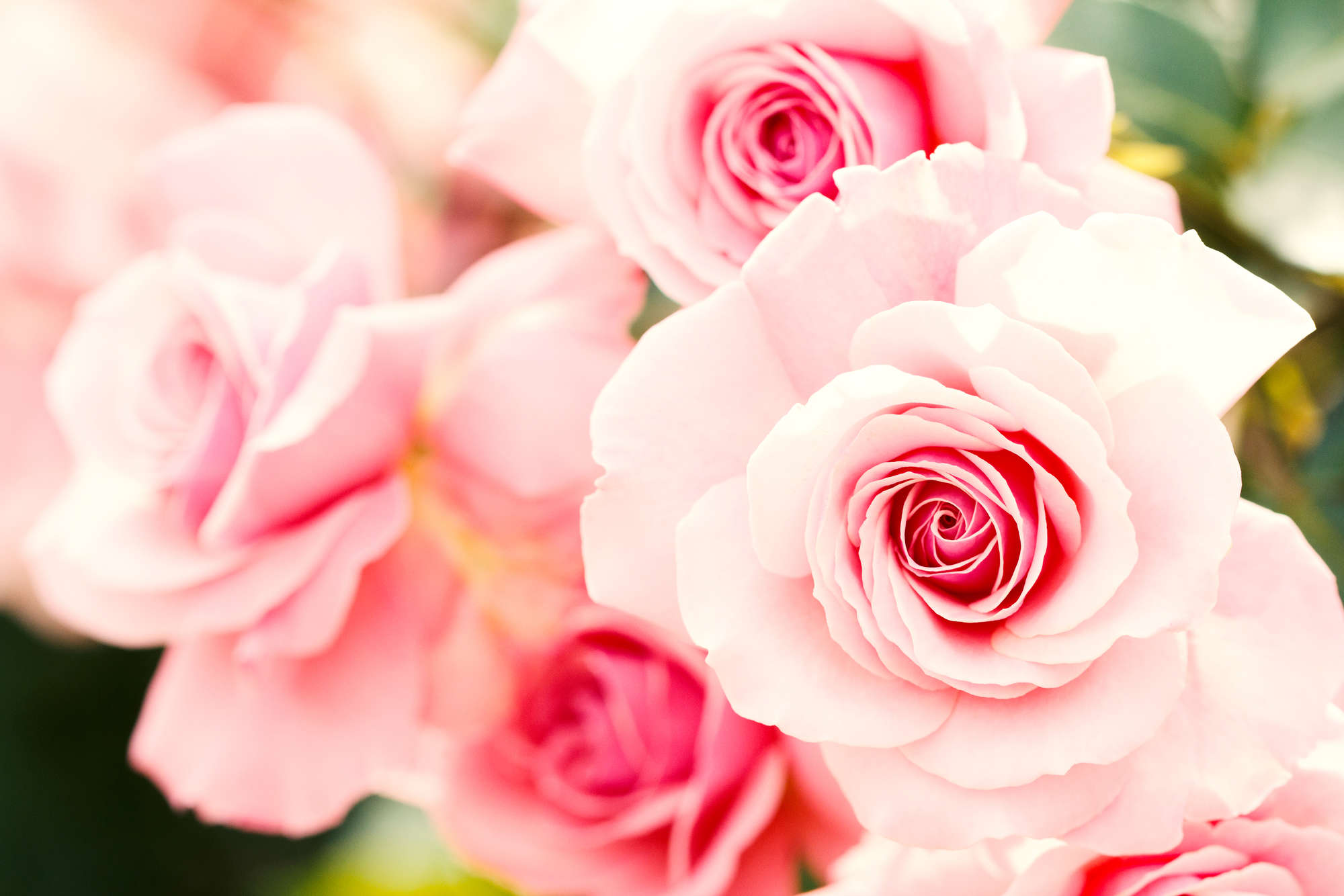             Papier peint végétal roses sur intissé lisse premium
        