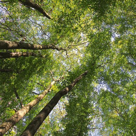 Mural de dosel de follaje con copas de árboles de bosques caducifolios

