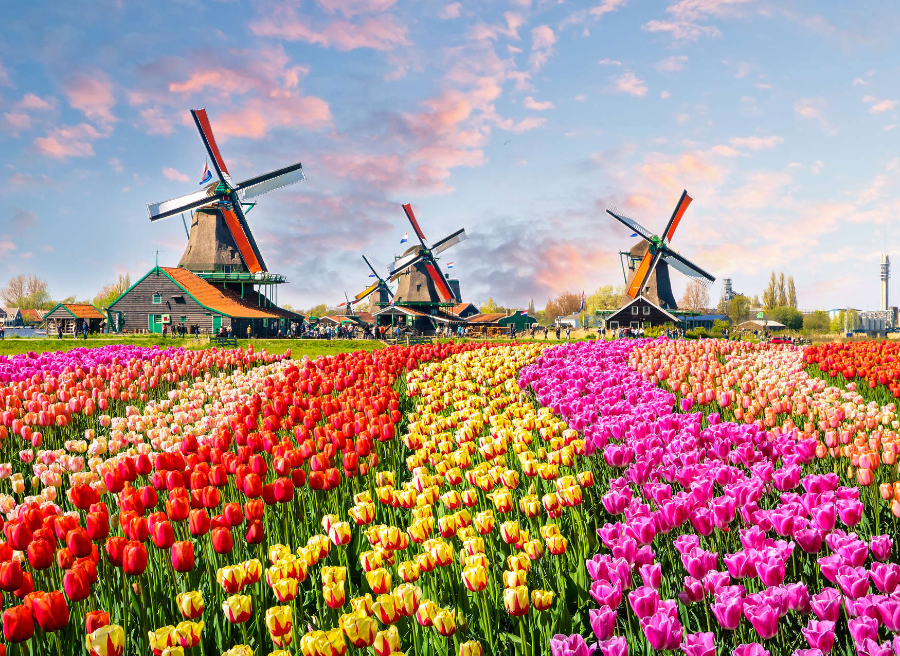             Papier peint panoramique Hollande tulipes & moulin à vent - multicolore, marron, rose
        