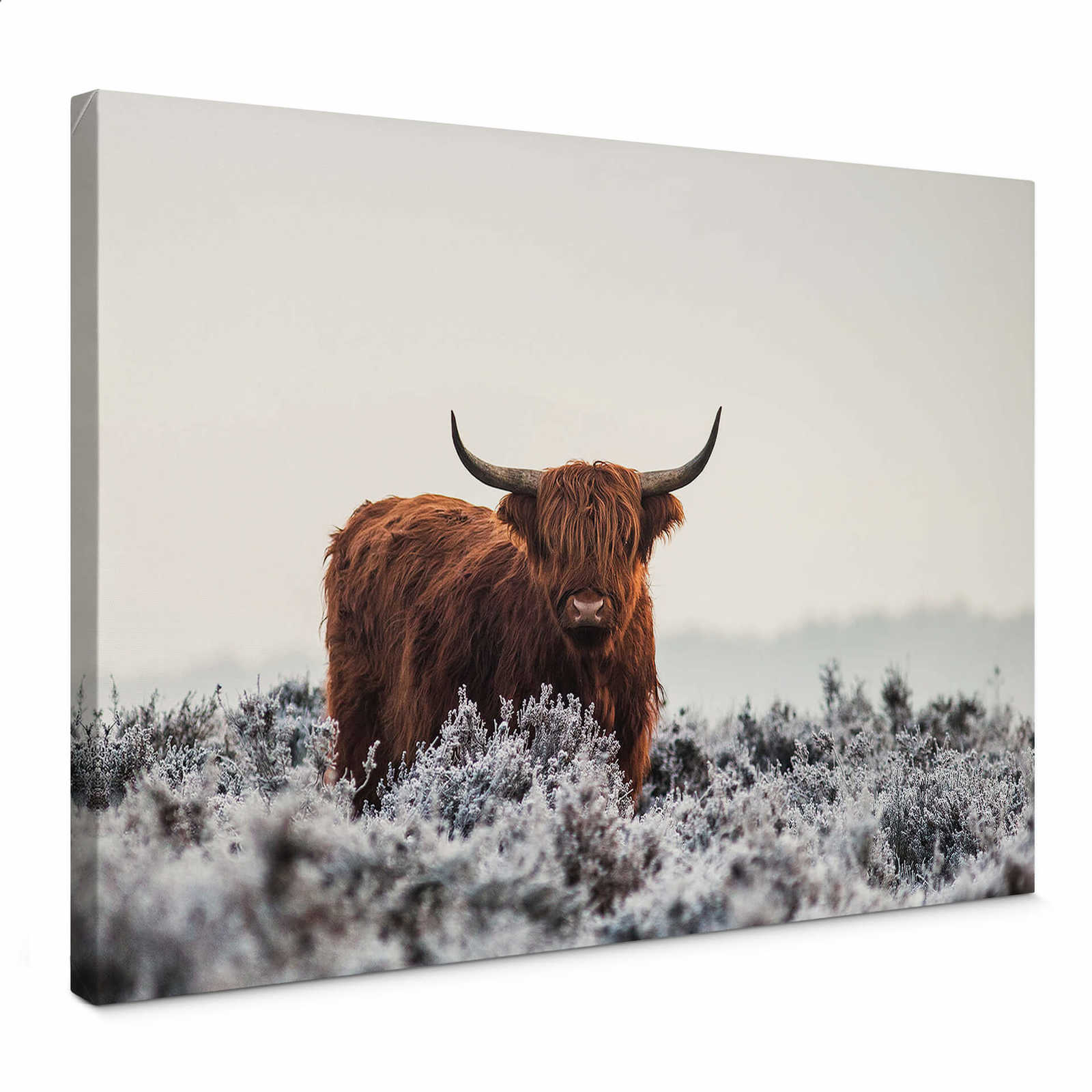 Quadro su tela Highland Cattle, foto di van den Helm - 0,70 m x 0,50 m
