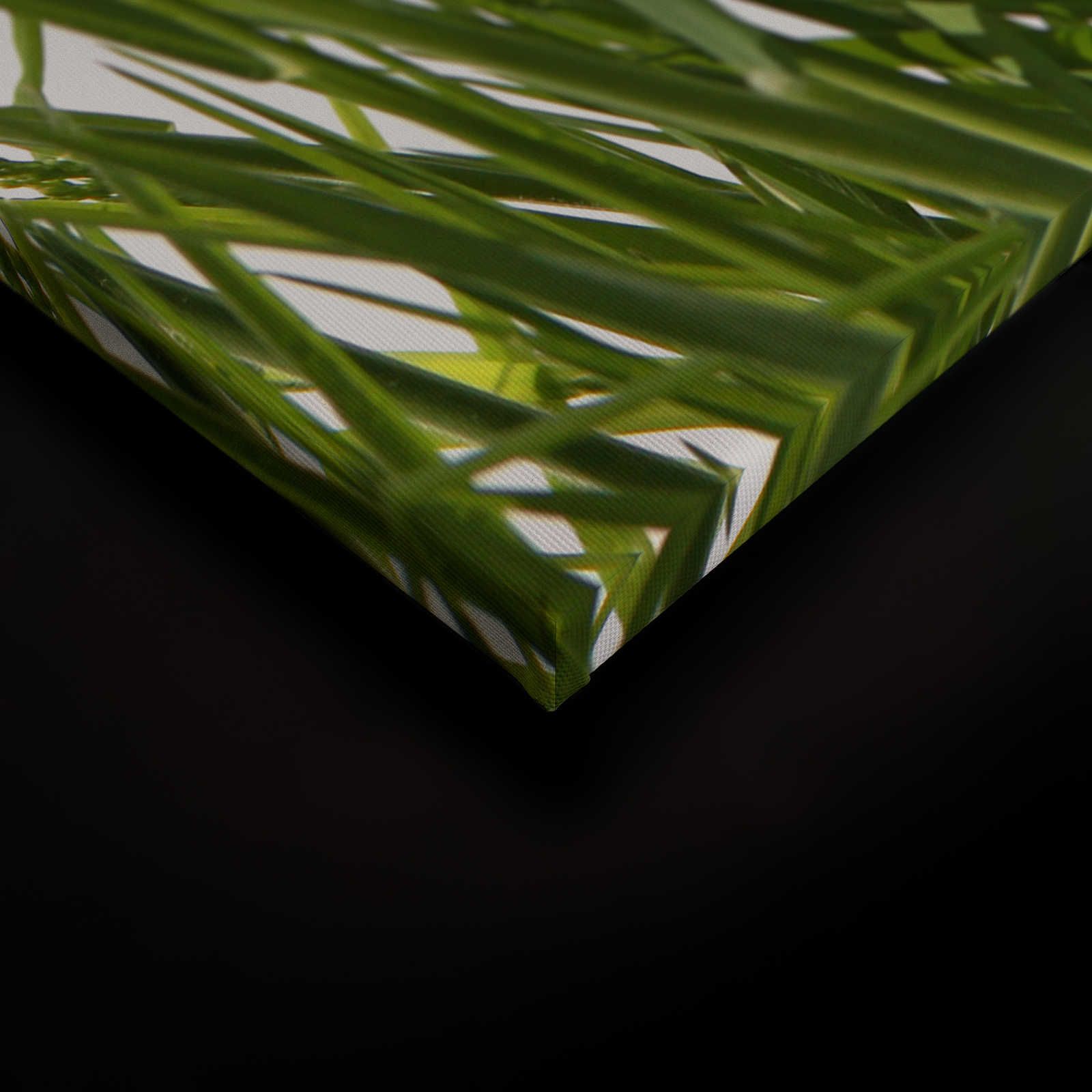             Quadro su tela Dettaglio di erbe con sfondo bianco - 0,90 m x 0,60 m
        