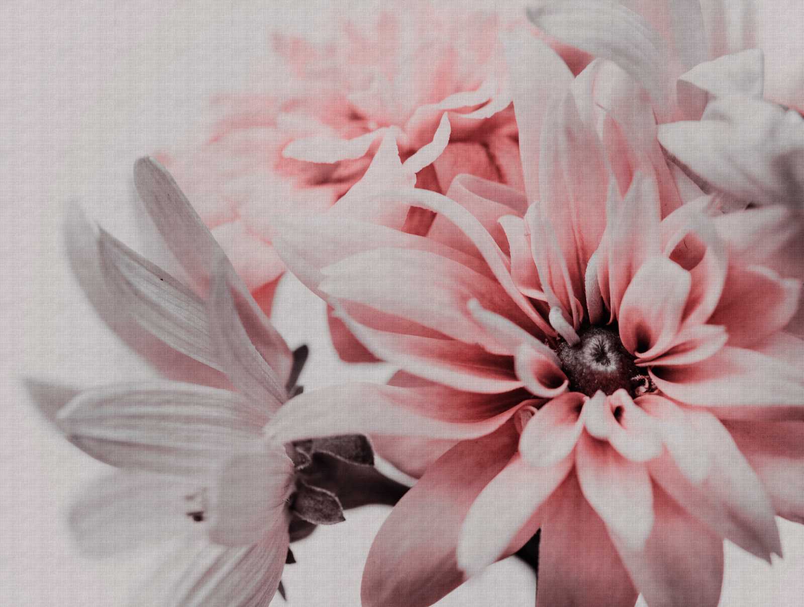             Papeles pintados novedad | motivo flores, XXL margaritas rosa suave
        