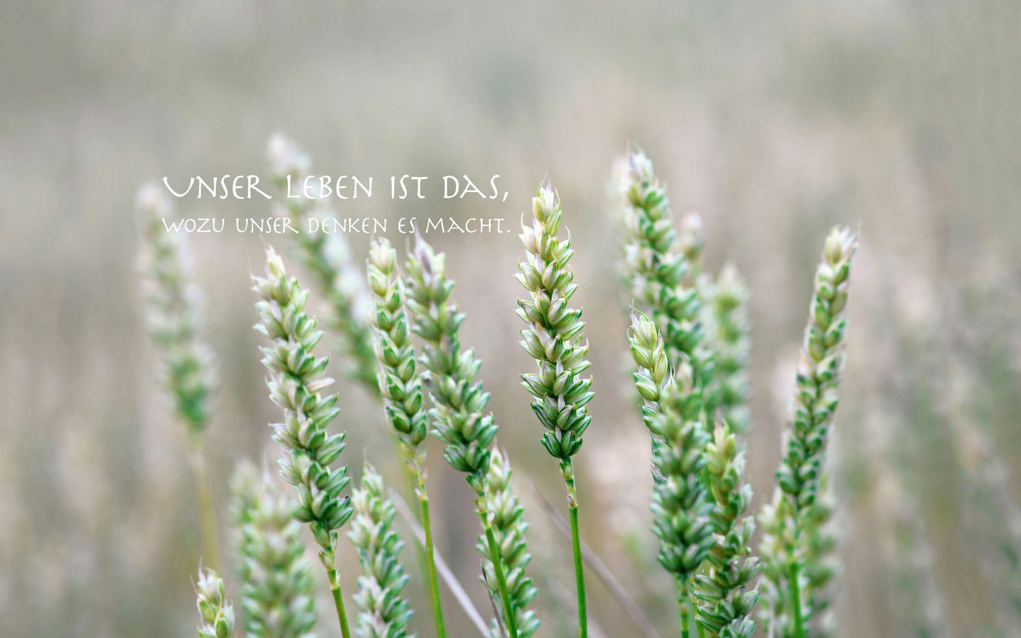             Photo wallpaper detail of wheat with lettering - mother-of-pearl smooth non-woven
        