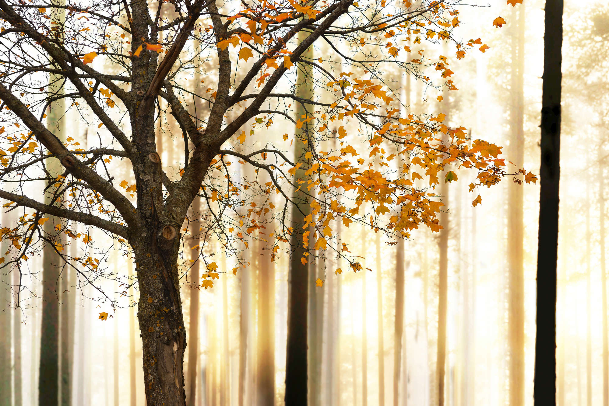             Papel pintado de naturaleza con motivo de bosque otoñal sobre vellón liso nacarado
        
