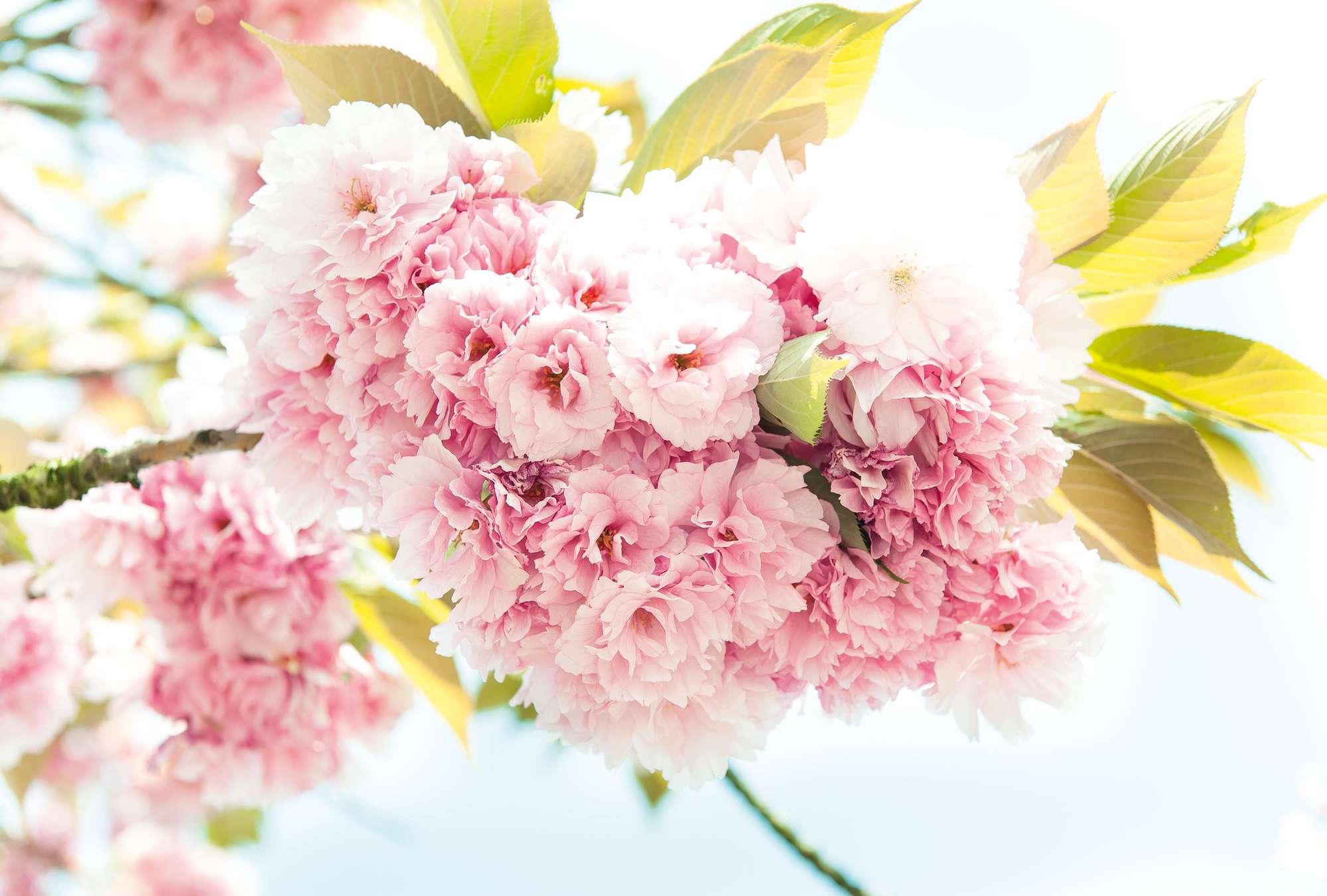             Primavera, rosa - Fiori delicati in ottica 3D e formato XXL
        