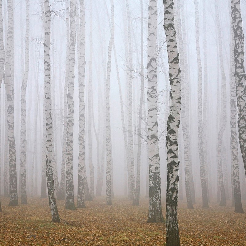 Berkenbos in de mist Onderlaag behang - structuurvlies

