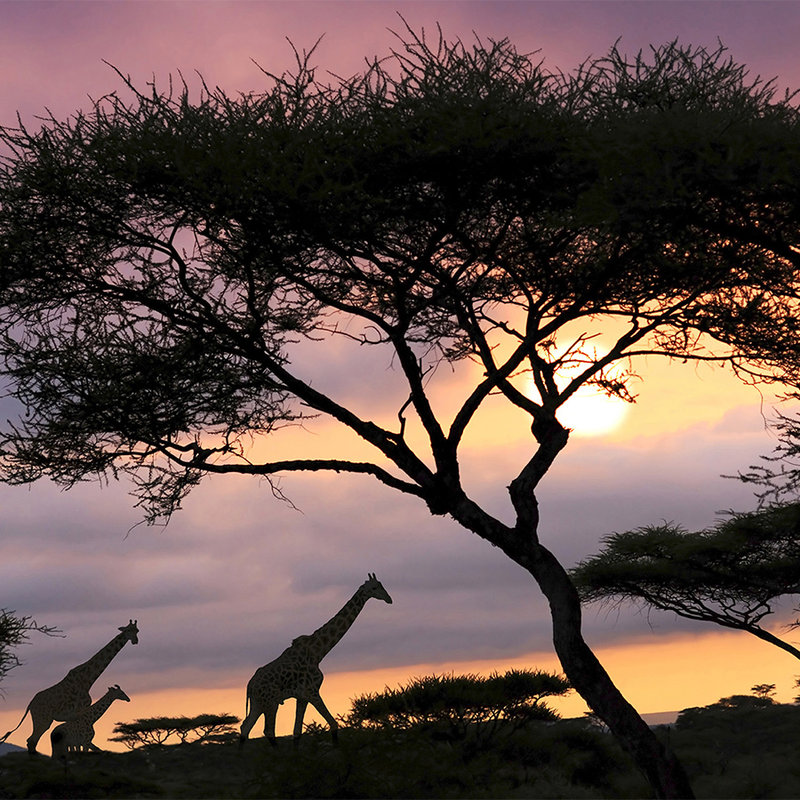 Fotomural Savannah con jirafas - nácar liso
