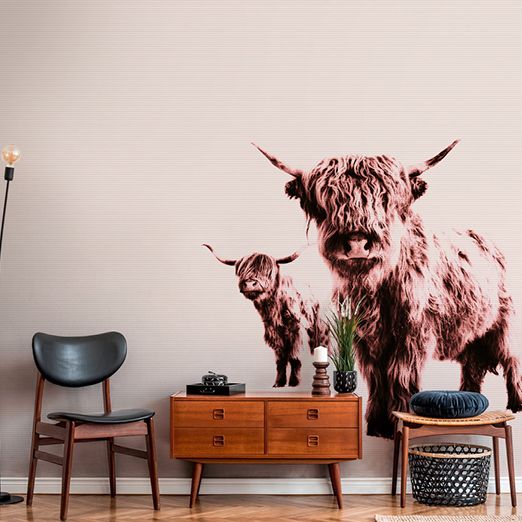 Animal portrait of highland cattle as photo wallpaper in living room DD119829