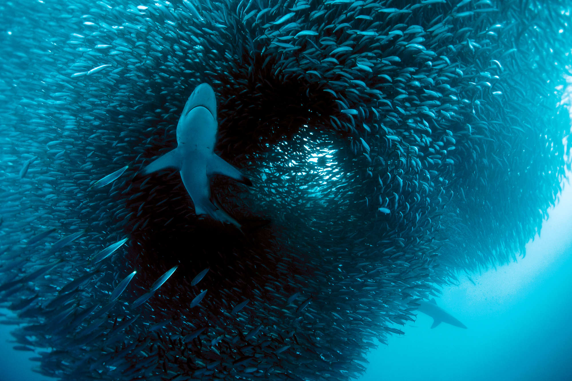             Fotomurali marino con caccia allo squalo su tessuto non tessuto liscio madreperlato
        