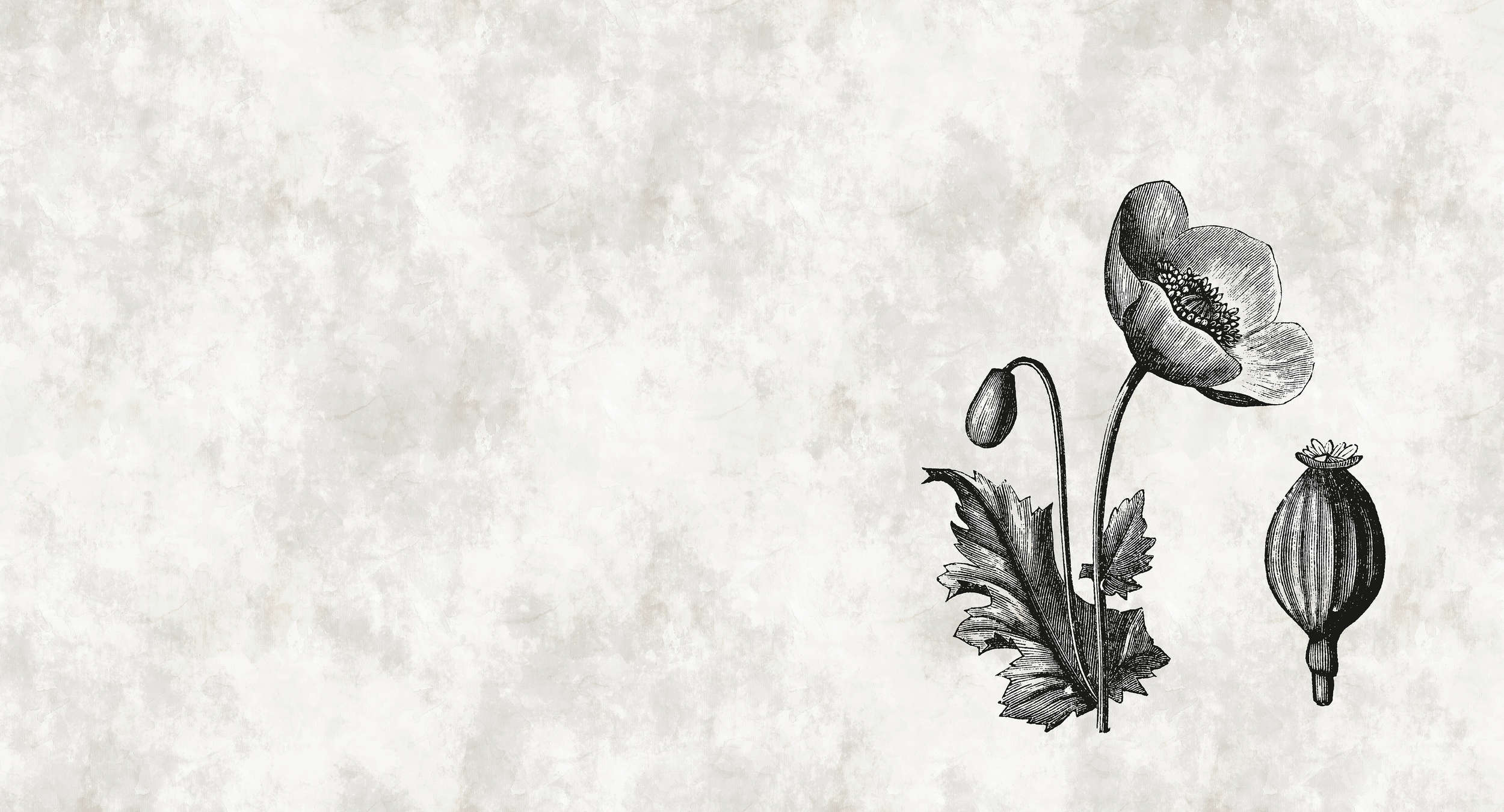             Papel pintado de estilo botánico con flores de amapola en blanco y negro
        