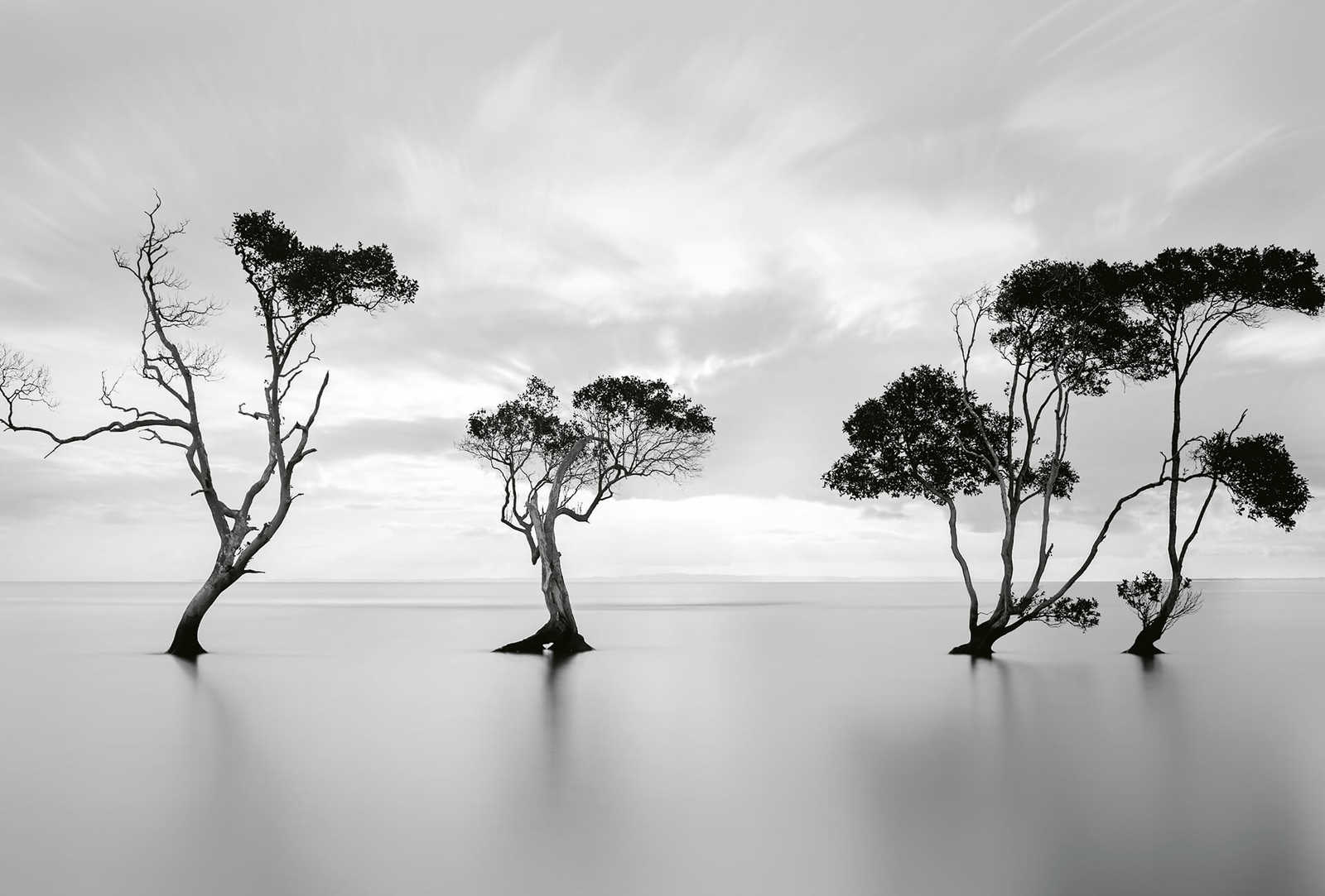         Photo wallpaper Trees in water - white, black, grey
    