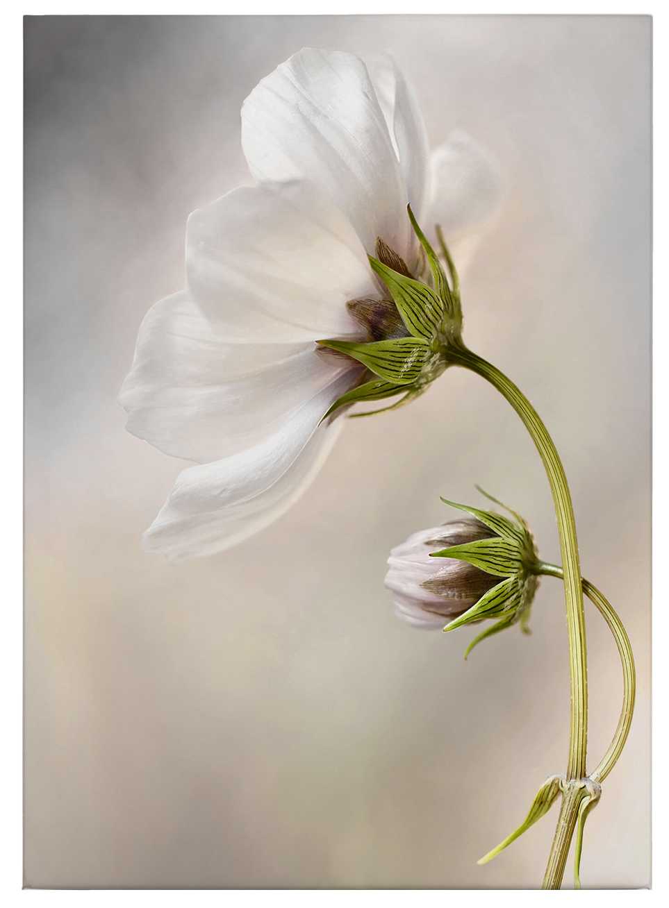             Canvas print flower head, photograph by Disher – white
        