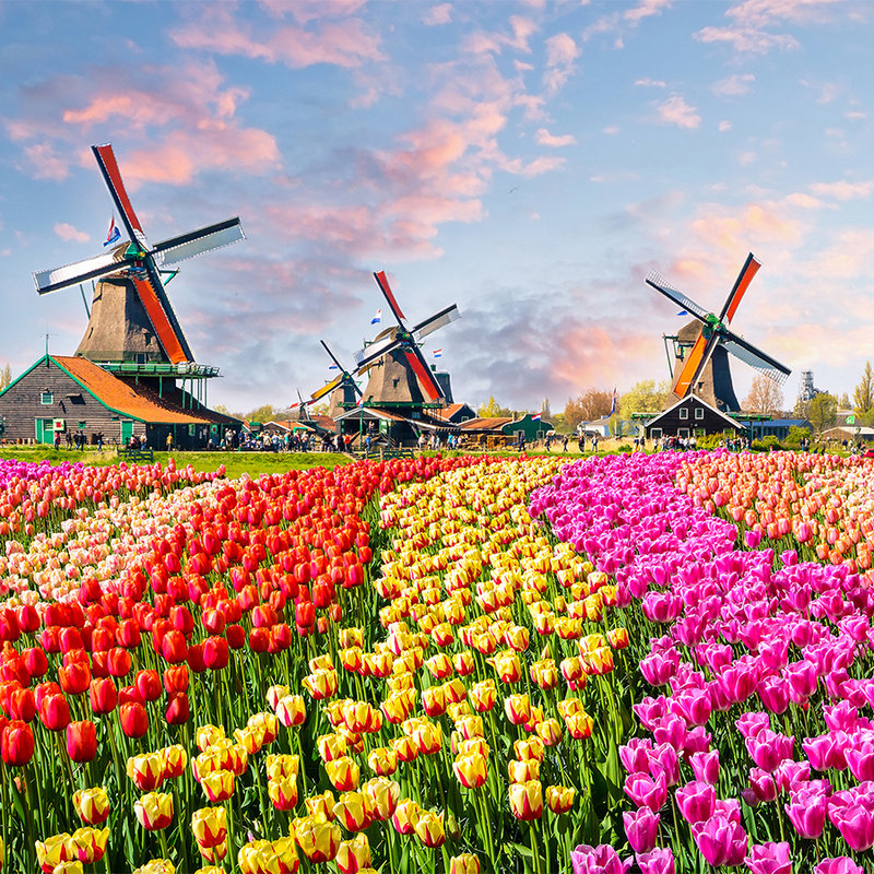         Holland tulips & pinwheel mural - Colorful, Brown, Pink
    