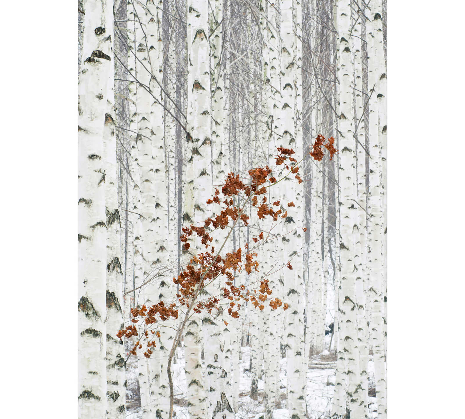         Photo wallpaper Forest of birch trees - white, grey, brown
    