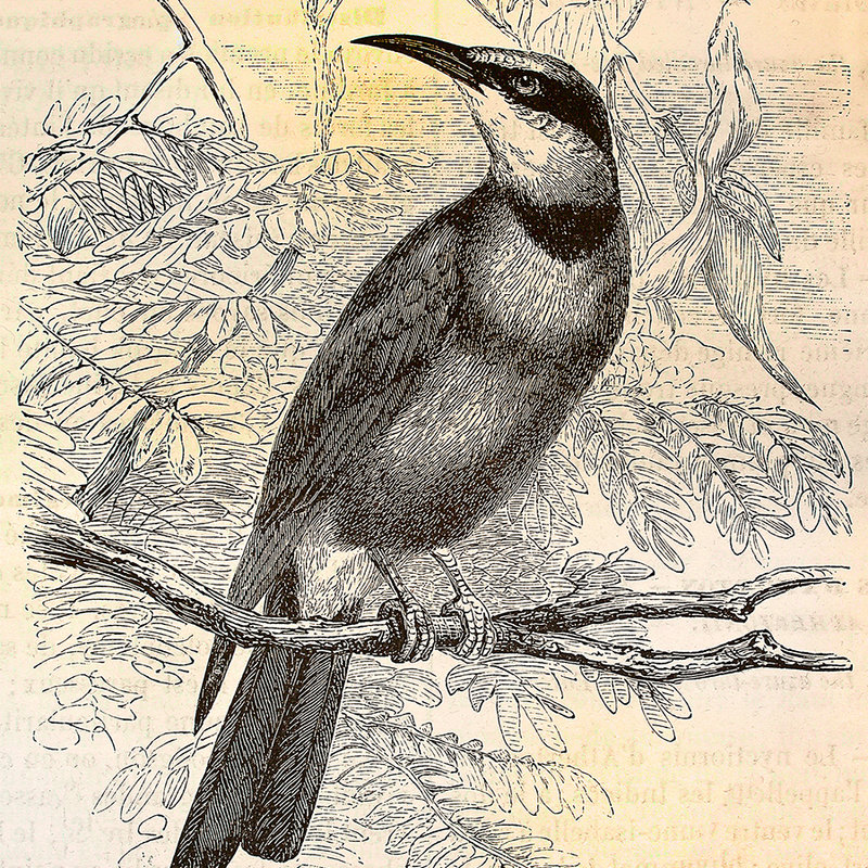Papel pintado retro con motivo de pájaros - Amarillo, Negro
