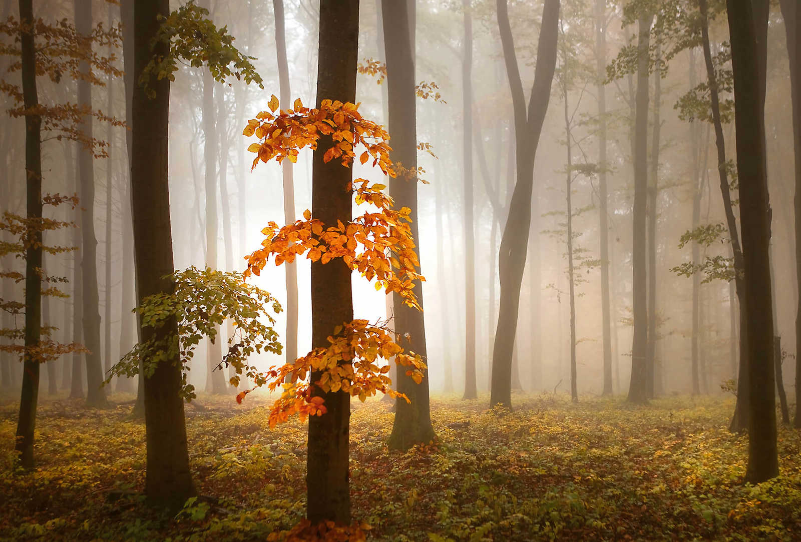 Photo wallpaper forest in autumn with fog - orange, brown

