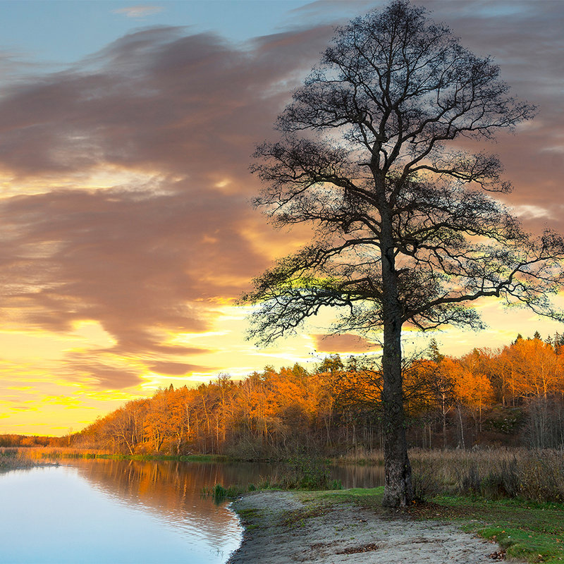 Fotomural Bosque y árbol a orillas del lago - tejido no tejido liso nacarado
