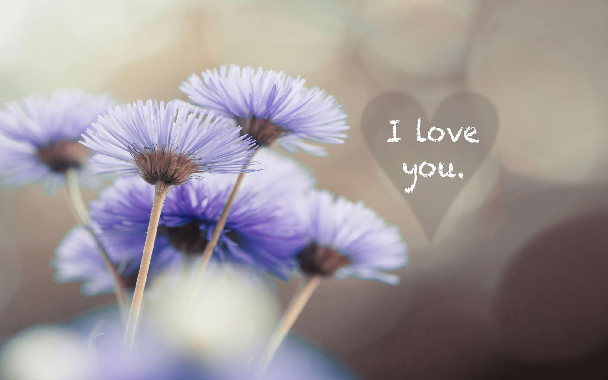             Photo wallpaper flowers in violet with lettering "I love you" - textured non-woven
        