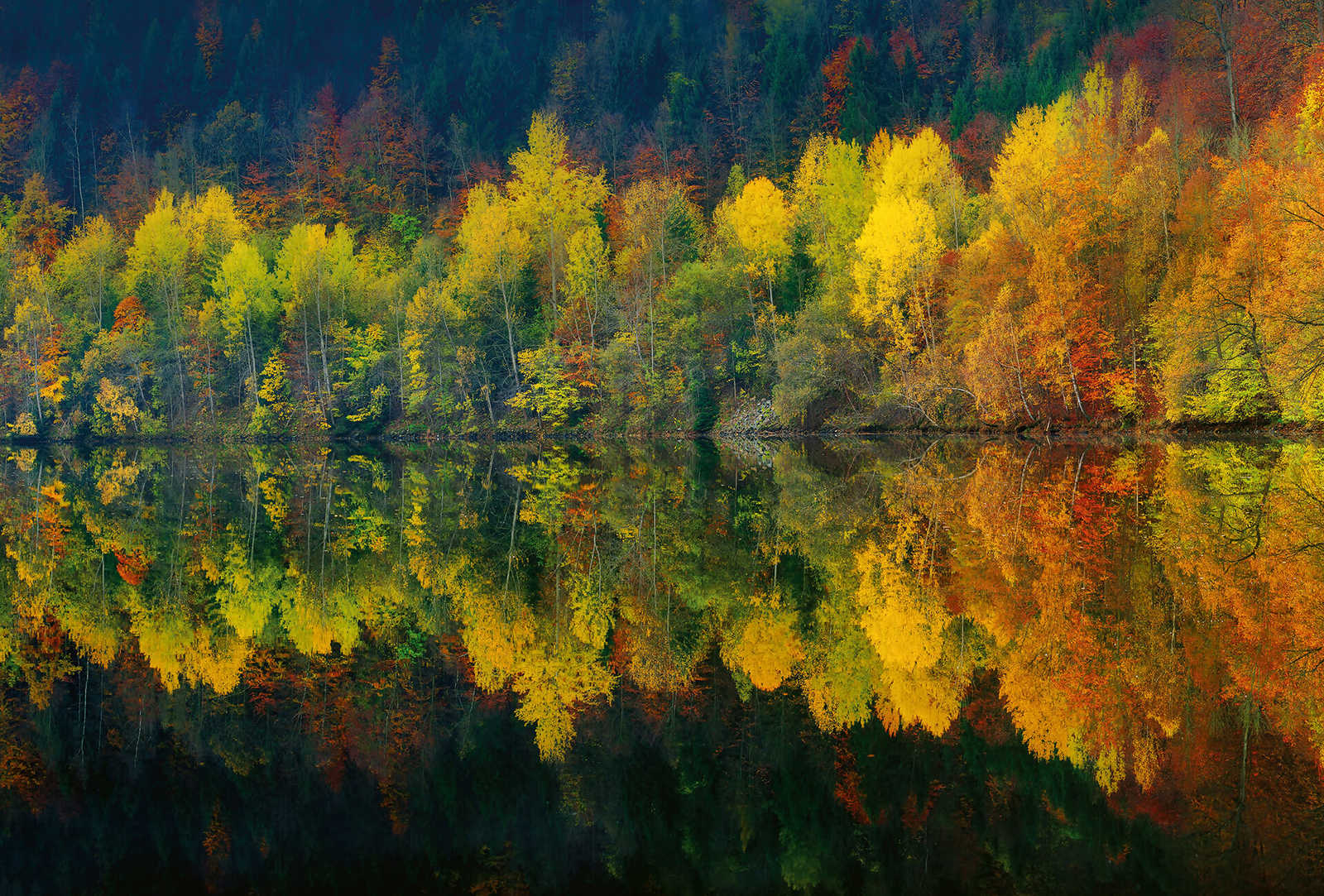 Papier peint panoramique Forêt au bord du lac en automne - jaune, orange, vert
