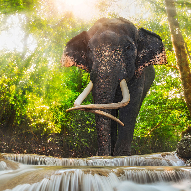 Papel pintado Naturaleza Elefante en la cascada - tejido no tejido liso mate
