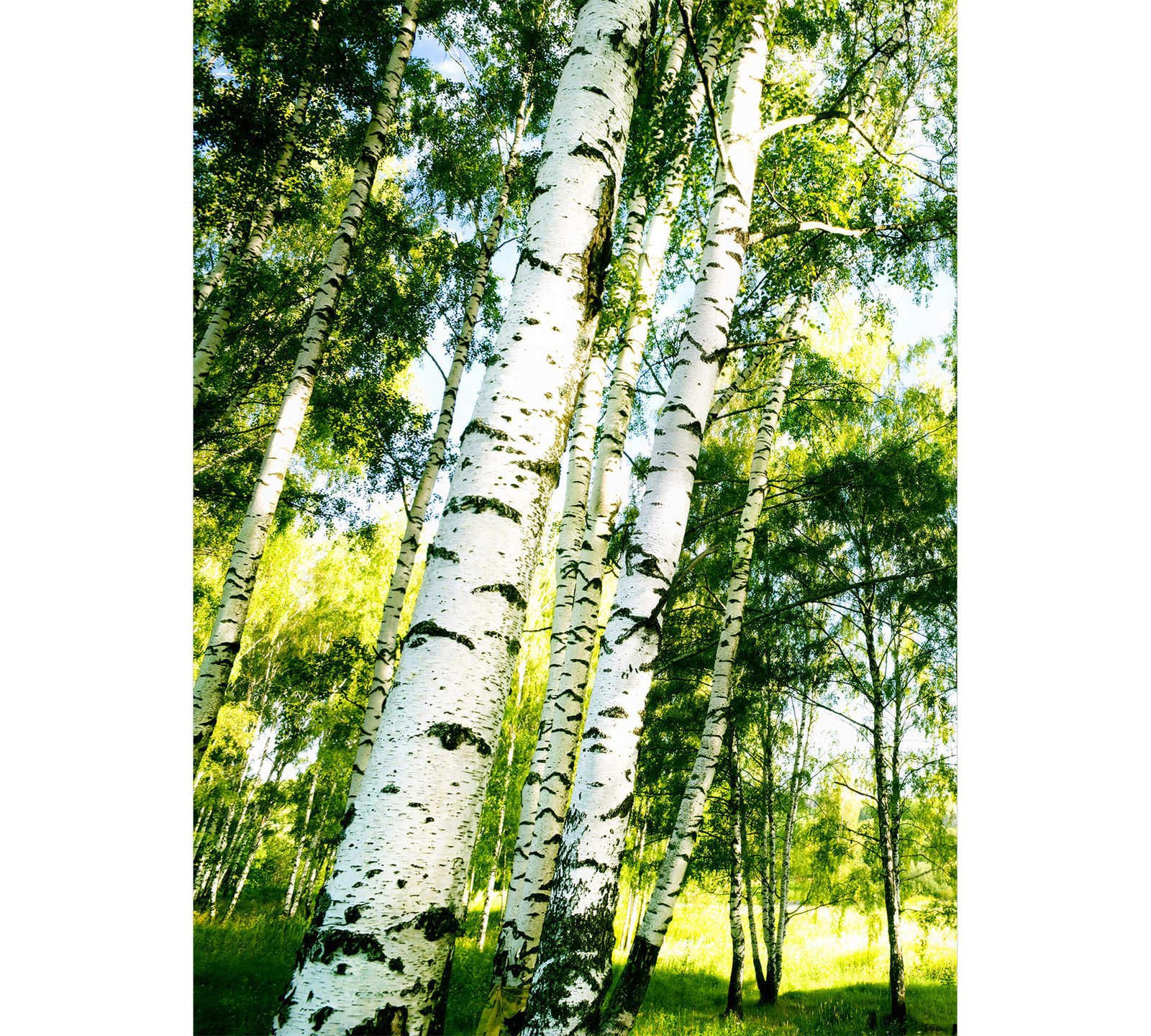         Birch forest photo wallpaper in portrait format - green, white
    