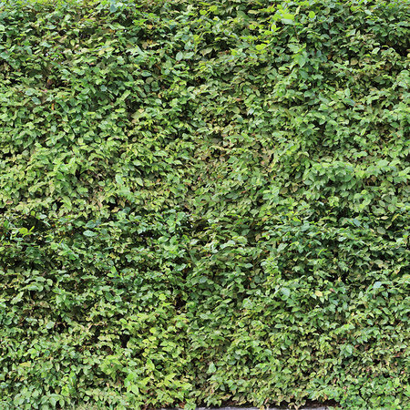 Green Hedge Leaves Thicket Wallpaper met 3D-effect
