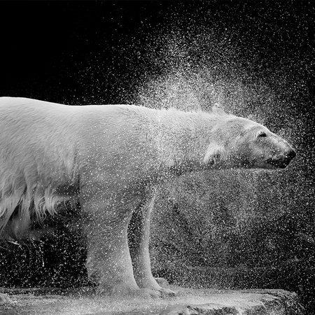         Photo wallpaper wet polar bear against black background
    