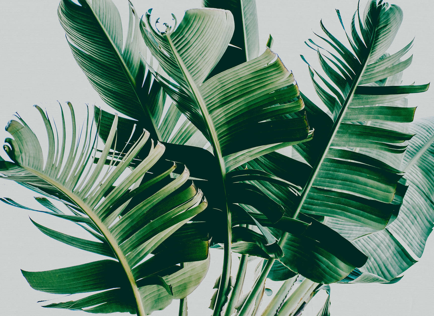             Papier peint motif naturel feuilles de palmier - vert, gris
        
