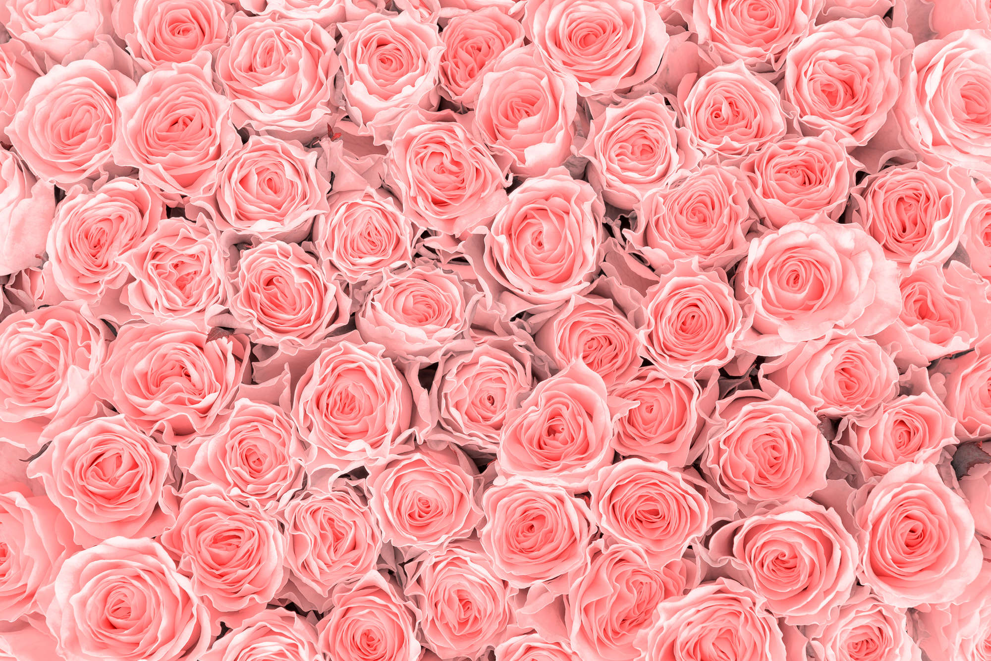             Planten muurschildering roze rozen op matte gladde fleece
        