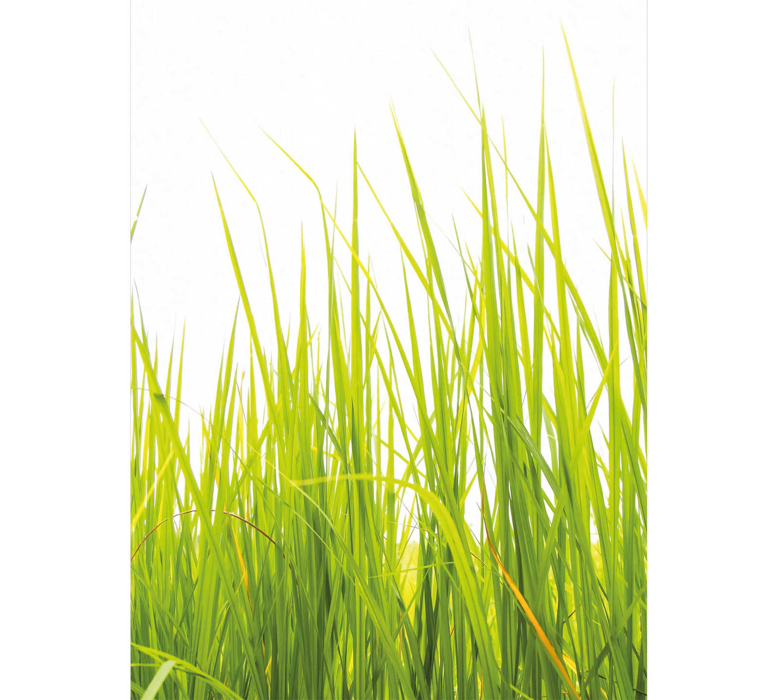Narrow Nature Tall Grass Behang - Groen
