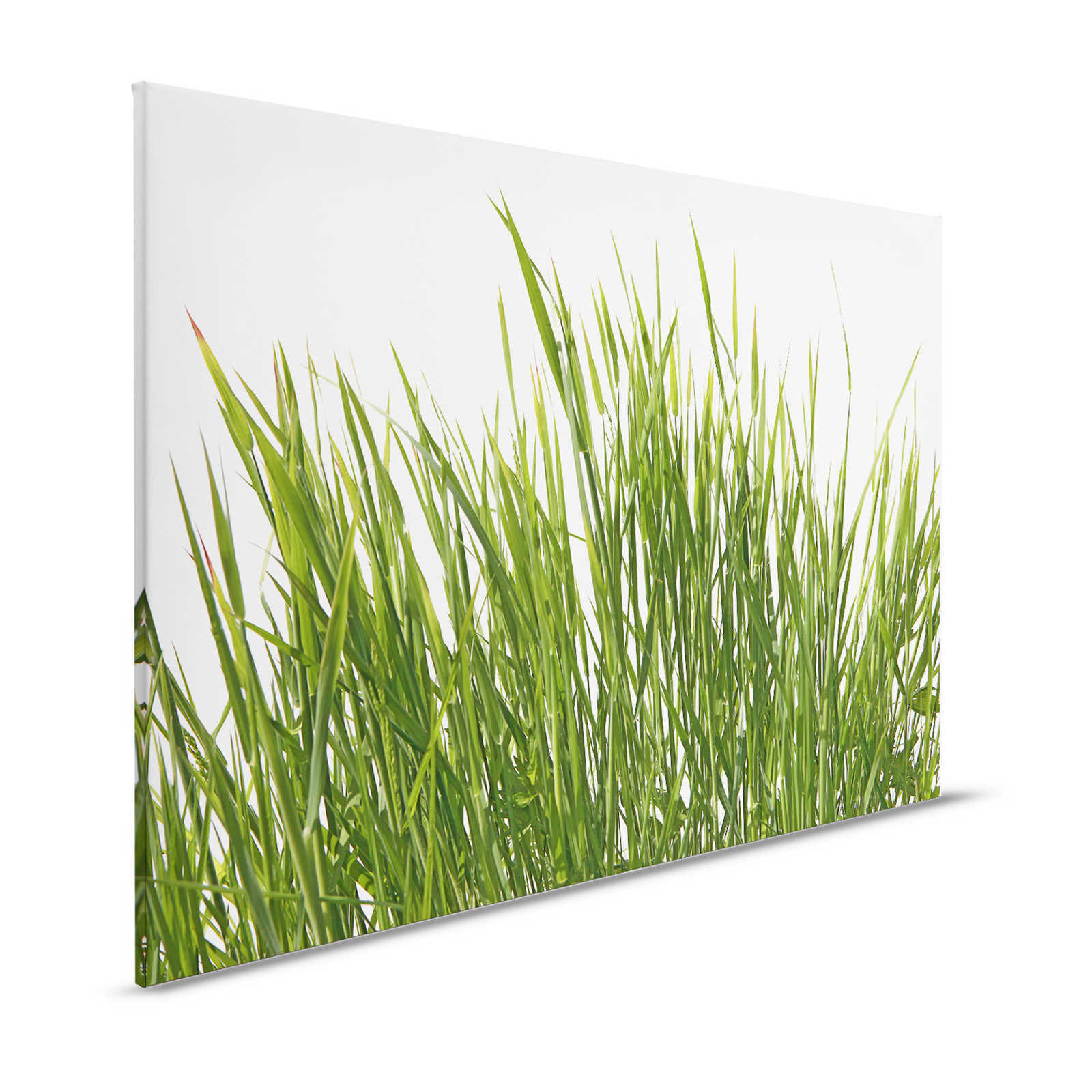 Canvas painting Grasses detail with white background - 1,20 m x 0,80 m
