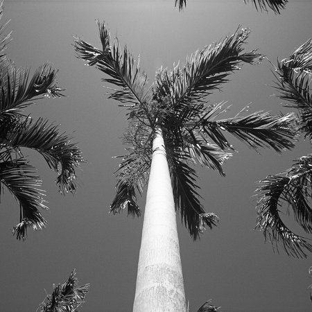         Palm trees - black and white mural with palm trees
    