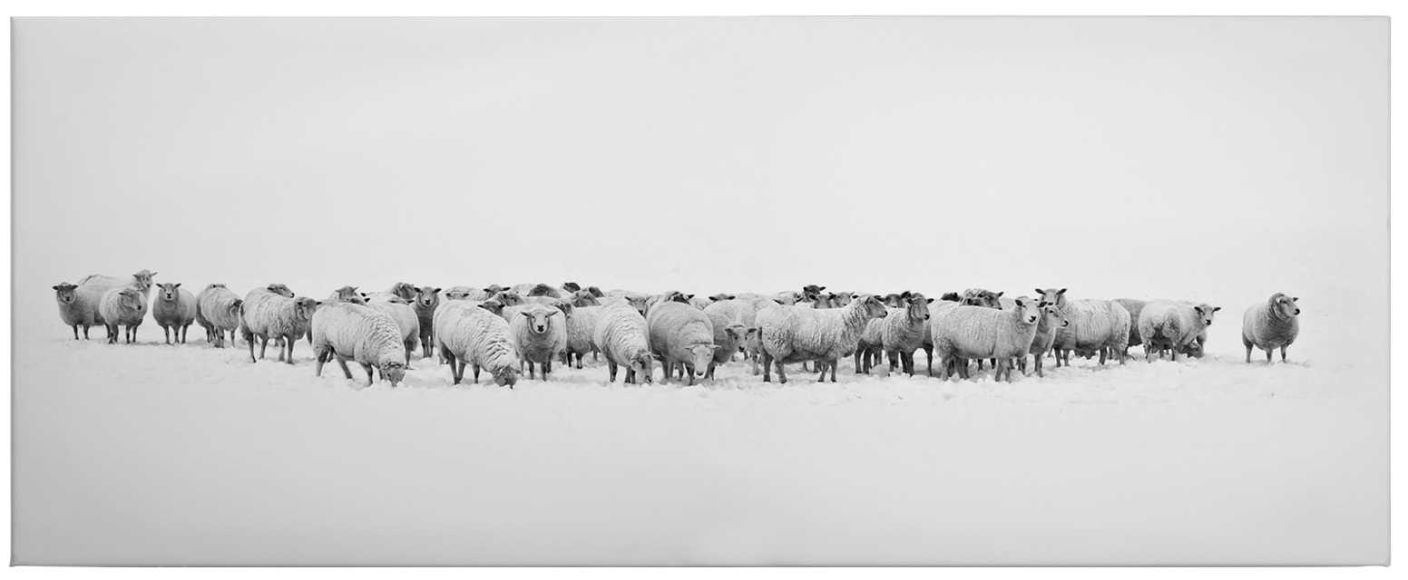             Panorama Canvas print flock of sheep – black and white
        