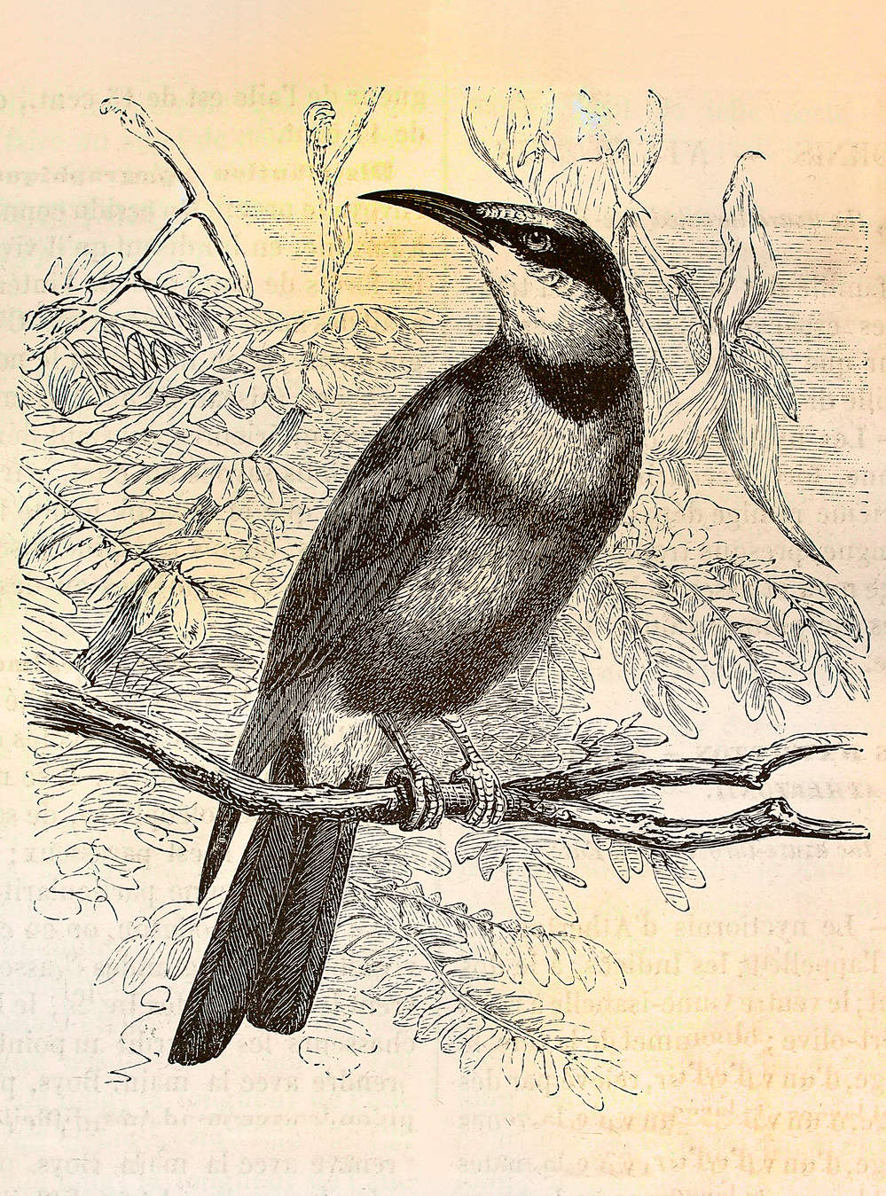             Papel pintado retro con motivo de pájaros - Amarillo, Negro
        