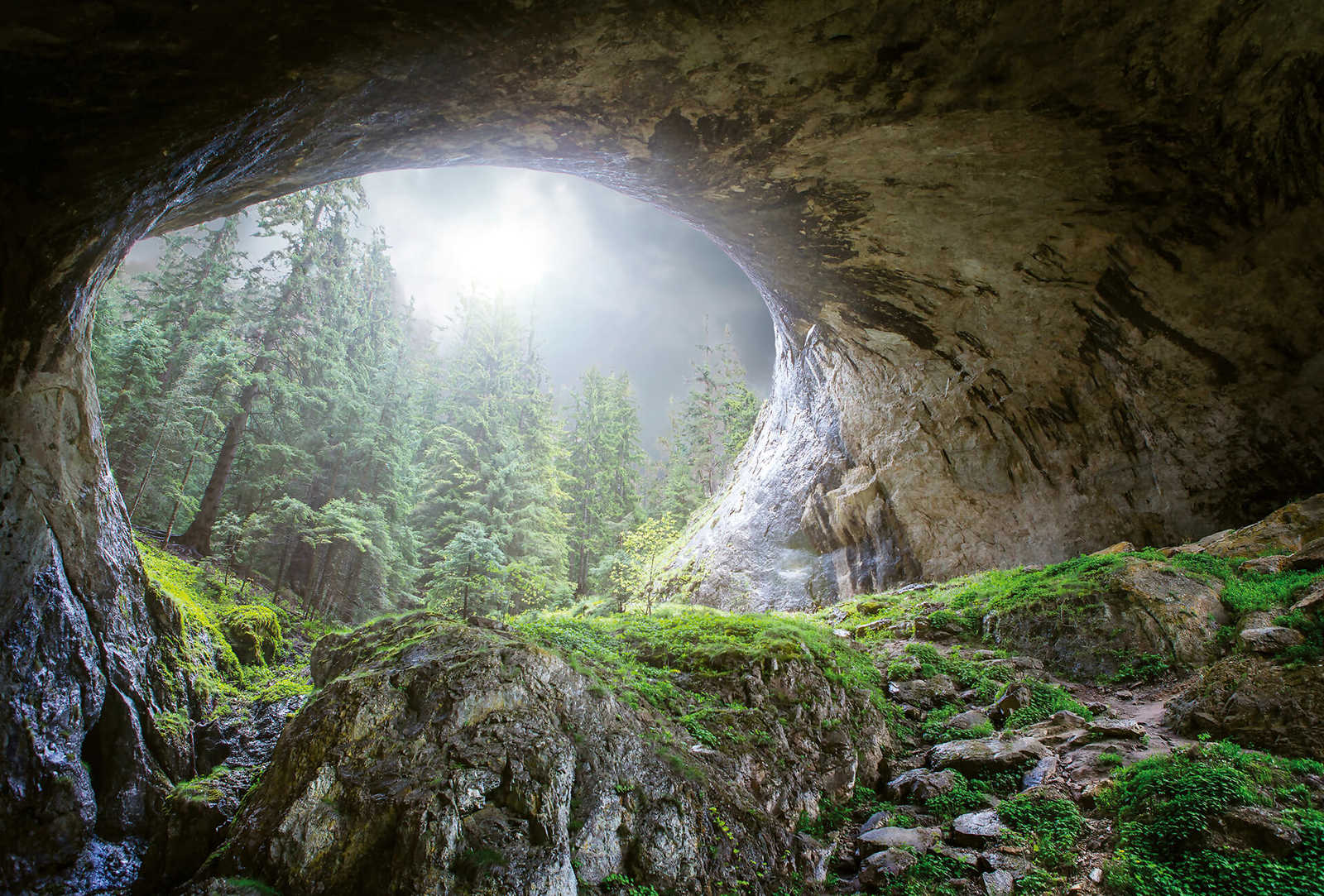         Nature mural cave in the forest - green, grey, brown
    