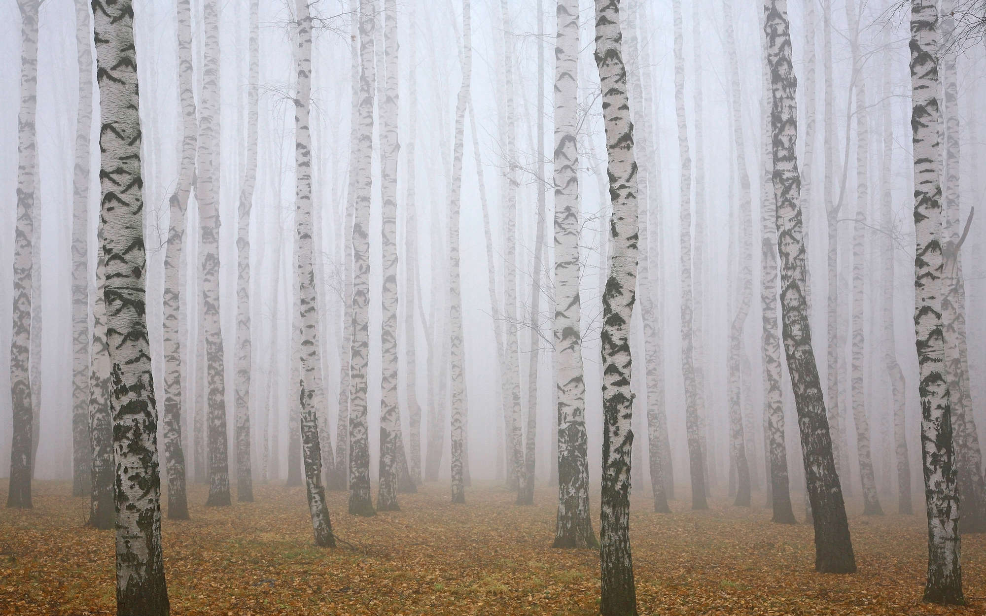             Berkenbos in de mist Onderlaag behang - Premium glad vlies
        