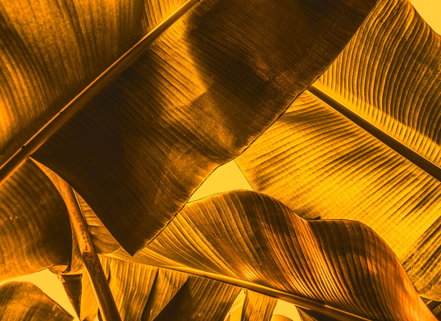             Detalle del cuadro de las hojas tropicales - Naranja, Amarillo
        