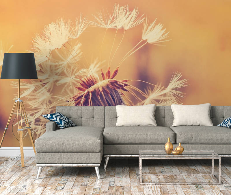             Dandelion picture wallpaper - orange, white
        