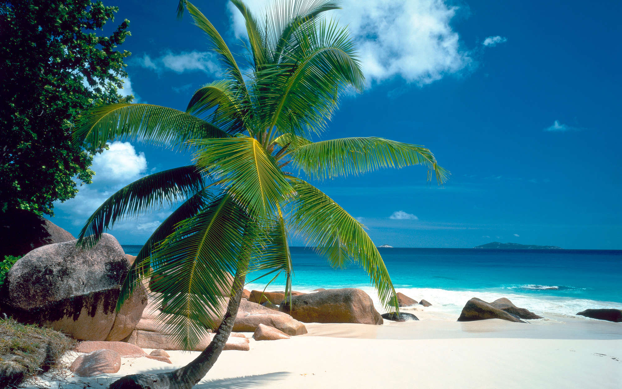             Strand met palmboom behang - Premium glad vlies
        