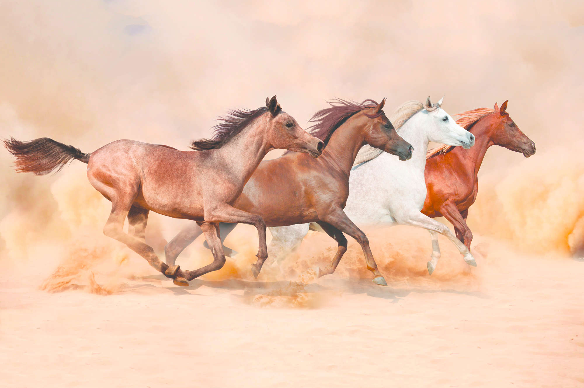             Papel pintado de caballo con rebaño galopante sobre vellón liso perlado
        