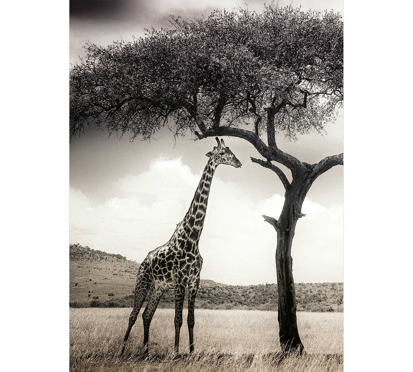        Photo wallpaper giraffe in savannah - grey, white, black
    