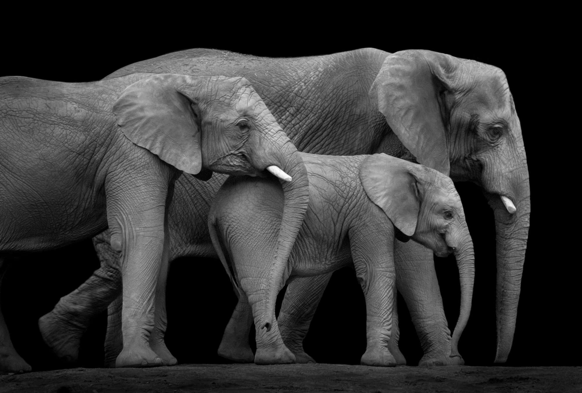             Mural de una familia de elefantes sobre fondo negro
        