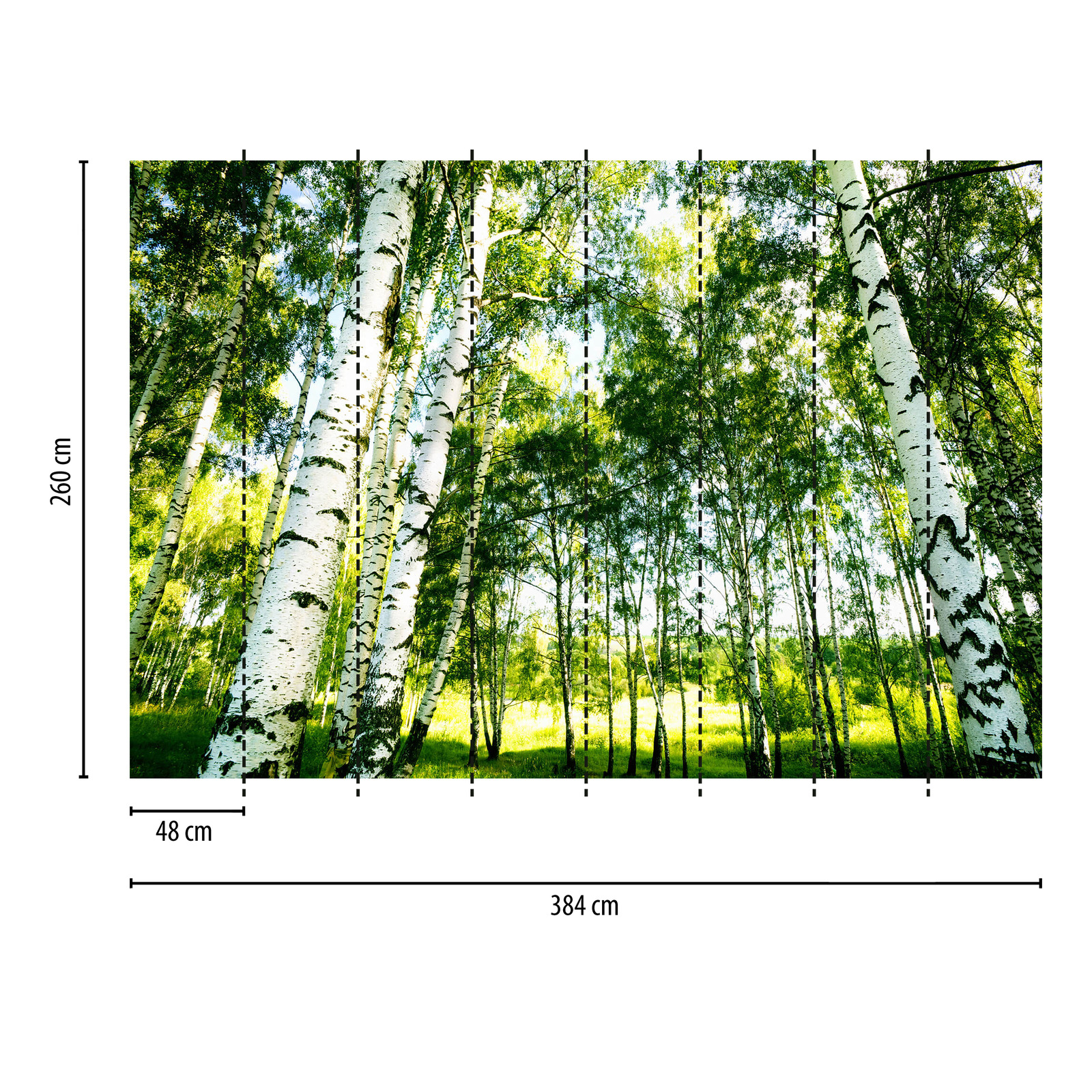             Papier peint panoramique Forêt de bouleaux au soleil - vert, blanc
        