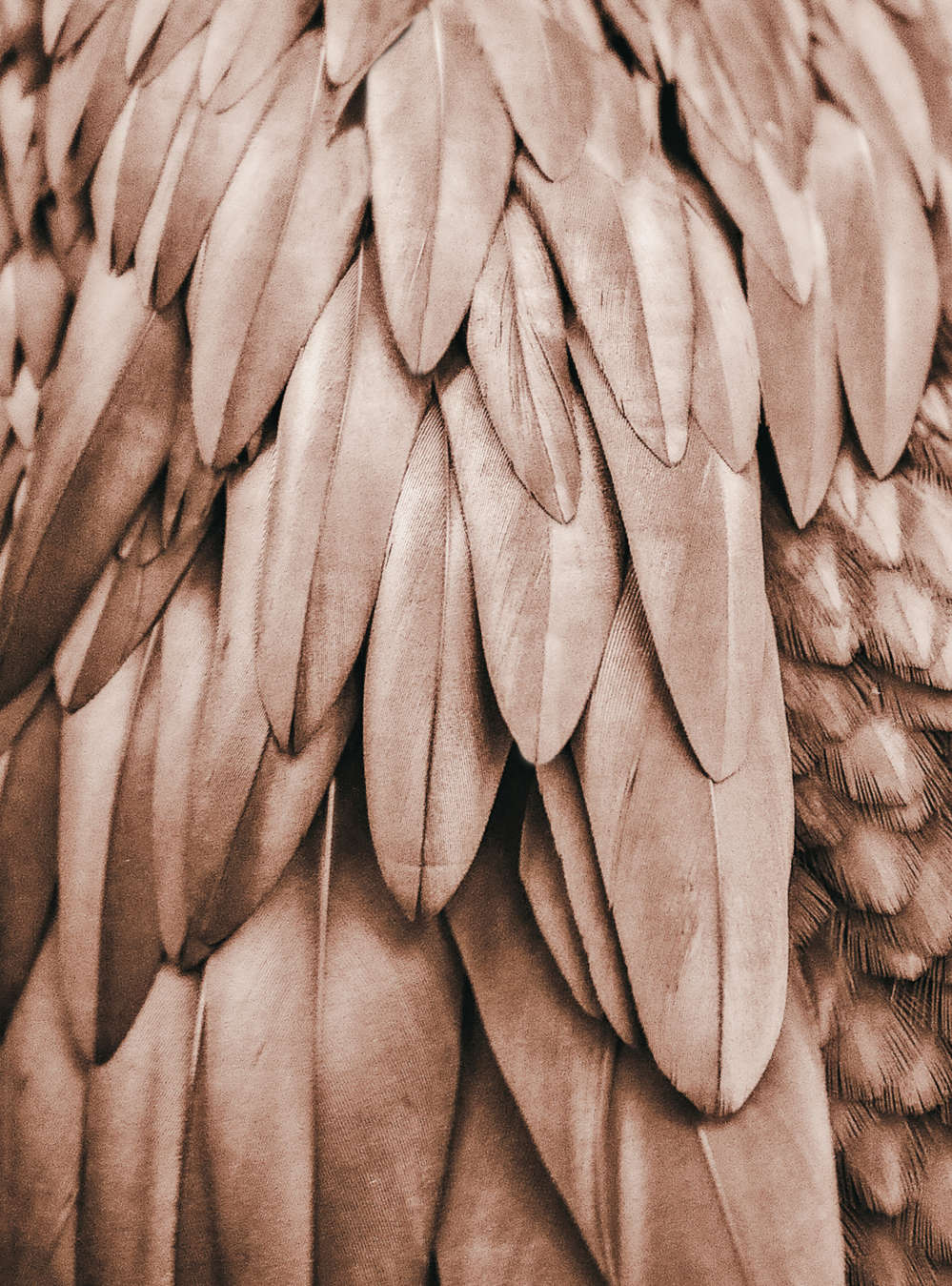             Papier peint plumes ailes sépia marron
        