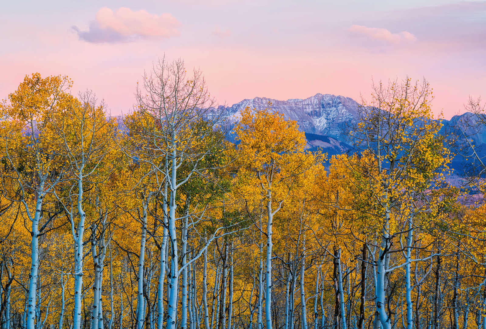        Photo wallpaper landscape birch trees and mountains - yellow, grey
    