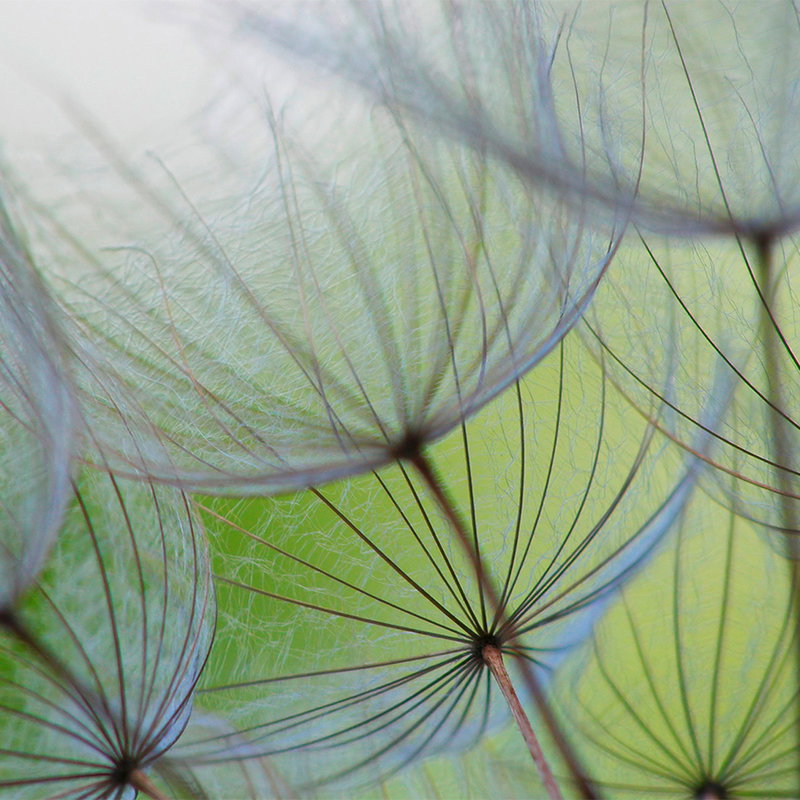 Photo wallpaper detail with dandelions - Matt smooth non-woven

