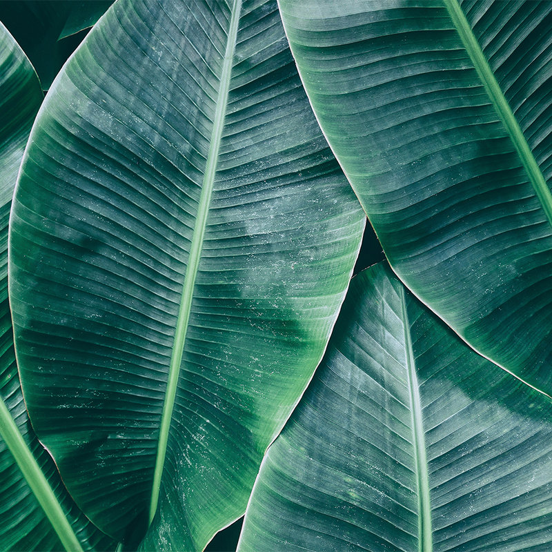 Papel pintado "Jungle Feeling" con hojas de plátano - Verde
